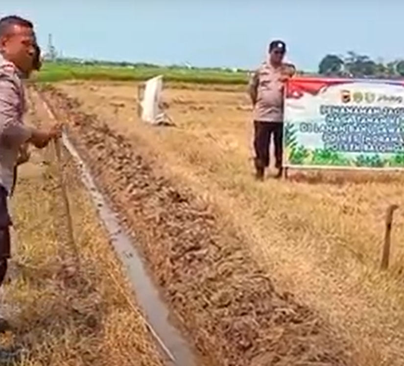 Wujudkan Ketahanan Pangan, Polsek Balongan Tanam Jagung di Lahan Baku Sawah