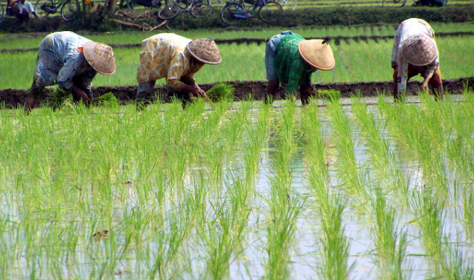 Pertanian Padi, Potensi Alam Unggulan Desa Sukareja