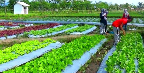Pertanian sayuran lokal di Desa Sukareja